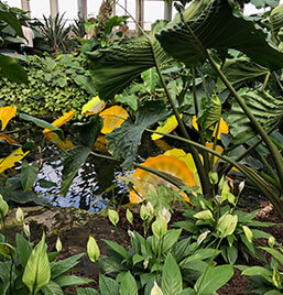 Close up of plants in planetarium